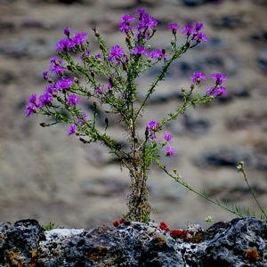 Fleurs de centaurées tachetées - France  - collection de photos clin d'oeil, catégorie plantes